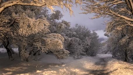 Winter Wonderland Road through Snowy Forest wallpaper