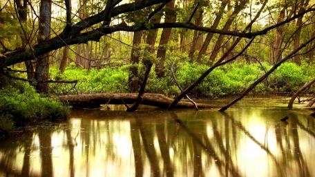 Tranquil Riparian Forest Experience wallpaper