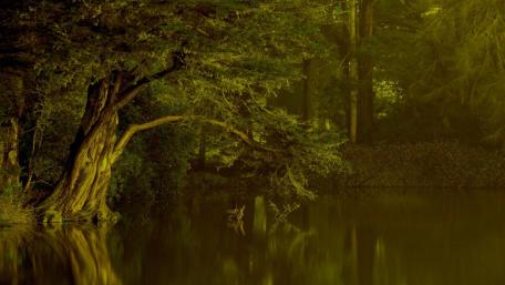 Tranquil Serenity in a Green Forest wallpaper