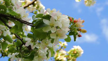 Apple Blossom Beauty in Springtime wallpaper