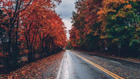 Vibrant Autumn Road in 5K Clarity wallpaper