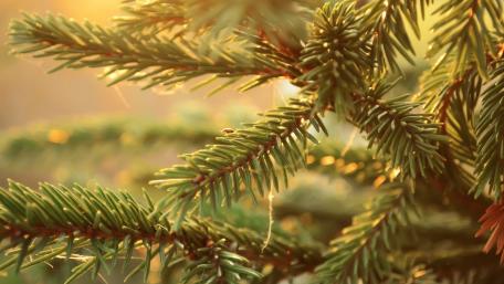 Lush Greenery of Spruce and Fir Trees wallpaper