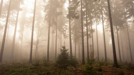 Mysterious Foggy Coniferous Forest Scene wallpaper