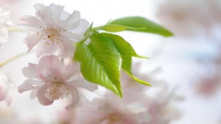Gentle Pink Blossoms in Soft Focus wallpaper