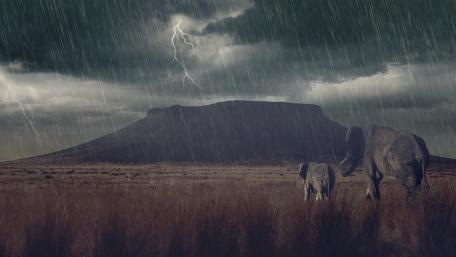 Majestic Elephants Under Stormy Sky wallpaper