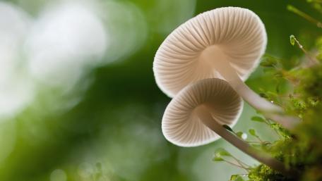 Mushrooms in Soft Focus Landscape Beauty wallpaper