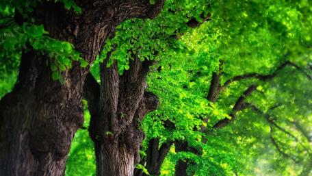 Lush Green Forest Serenity wallpaper