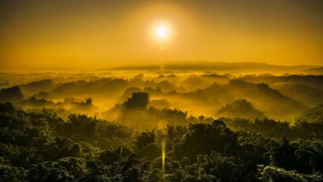 Golden Sunrise Over the Jungle Horizon wallpaper