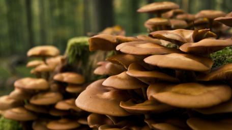 Mysterious Forest Mushrooms Burst with Nature's Beauty wallpaper