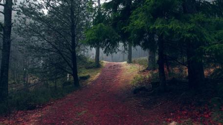Serene Forest Pathway Amidst Nature's Silence wallpaper