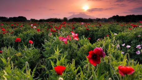 Field of Dreams Blooming Poppies at Sunset wallpaper