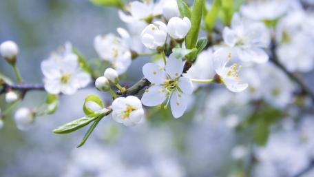 Delicate Apple Blossom Breezes Through Spring wallpaper