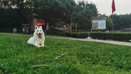 Majestic White Dog in a Serene Park Setting wallpaper