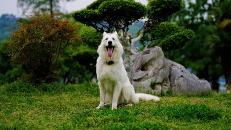 Joyful White Dog in a Serene Park Setting wallpaper