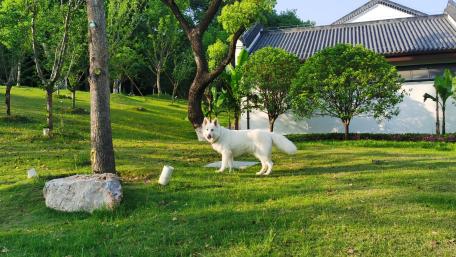White Dog in a Serene Garden Scene wallpaper