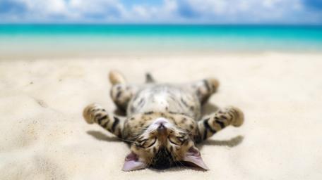 Sunbathing cat on the beach wallpaper