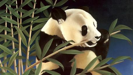 Charming Panda Enjoying Bamboo Snack wallpaper