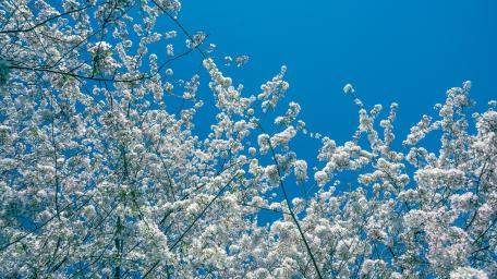 Cherry Blossoms in Bloom wallpaper