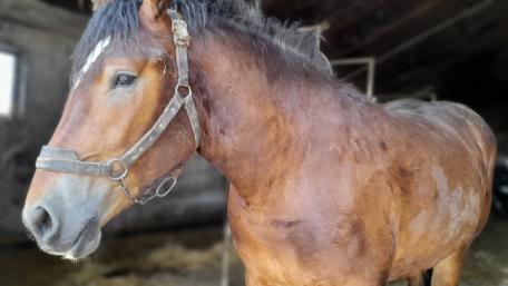Majestic Brown Horse in Rustic Barn Setting wallpaper