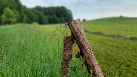 Rustic Tranquility in Nature's Embrace wallpaper