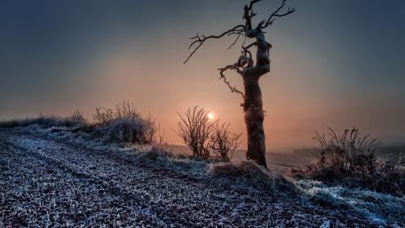 Frozen Solitude Amidst Winter's Embrace wallpaper