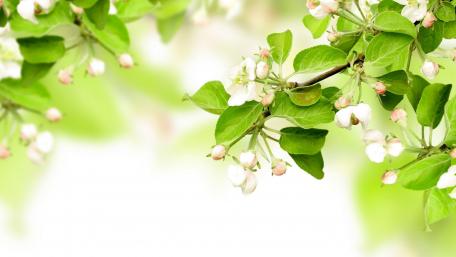 Beautiful Spring Blossoms with Fresh Green Leaves wallpaper