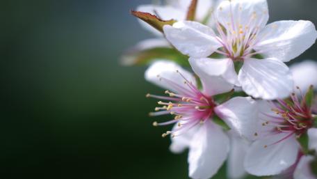 Gentle Spring Blossoms Dance in Soft Light wallpaper
