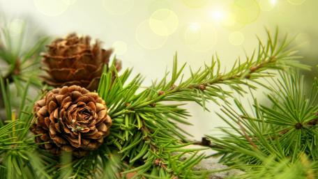Serenity of Evergreen Pine Cones wallpaper