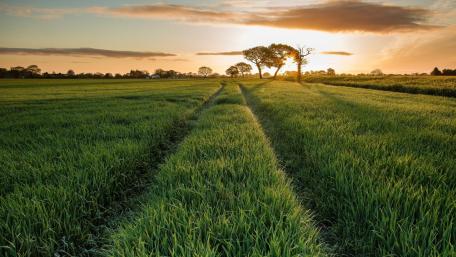Lush Green Fields Under a Golden Sky wallpaper
