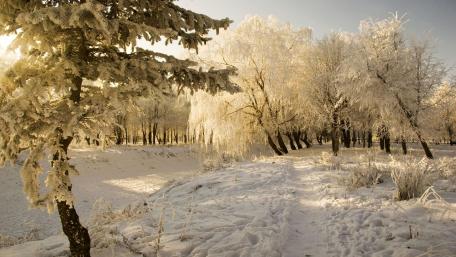 Serene Winter Wonderland with Snowy Trees wallpaper