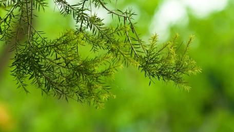 Lush Greenery Embracing Nature's Beauty wallpaper