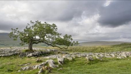 Solitary Beauty of Nature's Lone Tree wallpaper