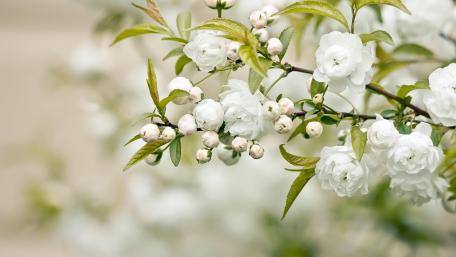 Delicate White Blossoms Enhancing Calmness wallpaper