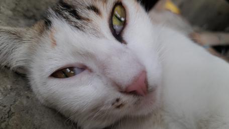 Cloudy The Cat wallpaper