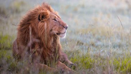 Majestic Lion in the Wild wallpaper