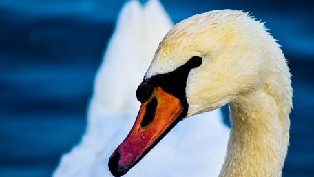 Swan wallpaper