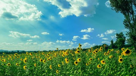 Vibrant Sunflower Field Under a Clear Blue Sky wallpaper