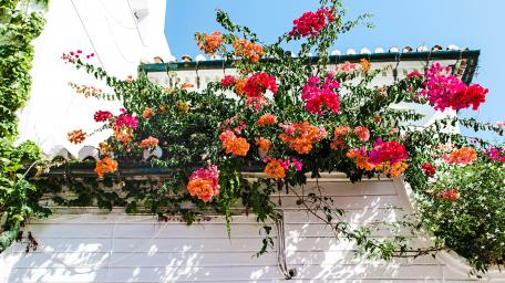 Vibrant Blooms on Sunny Patio Wall wallpaper