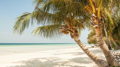Tropical Serenity by the Shoreline wallpaper