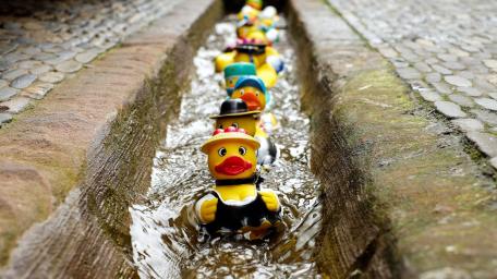 Racing Rubber Ducks in Action! wallpaper