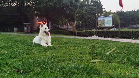 Majestic White Dog Relaxing in Nature wallpaper