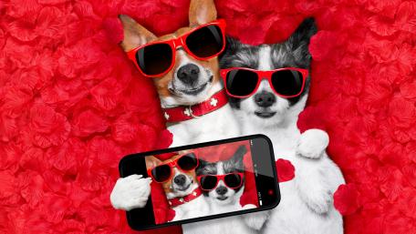Cool Dogs Taking a Selfie wallpaper