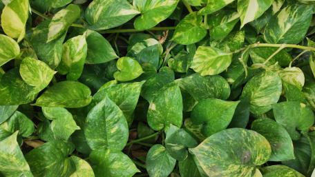 Vibrant Green Groundcover Leaves Wallpaper wallpaper