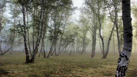 Misty Birches in Tranquil Forest Scene wallpaper