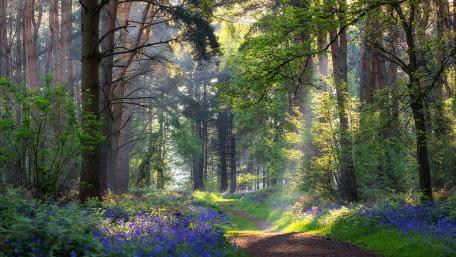 Serene Forest Pathway Through Lush Greenery and Blooms wallpaper