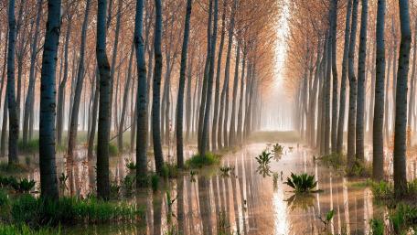 Autumn Serenity in a Tree Alley wallpaper