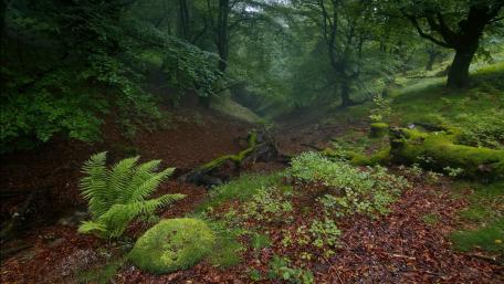 Serene Deciduous Forest Landscape for Tranquility Lovers wallpaper