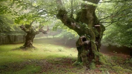 Mysterious Forest Trees in Early Morning Mist wallpaper