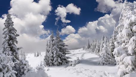 Winter Wonderland with Majestic Pine Trees wallpaper