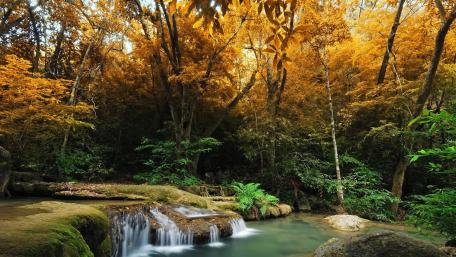 Serene Autumn Forest Waterfall View wallpaper